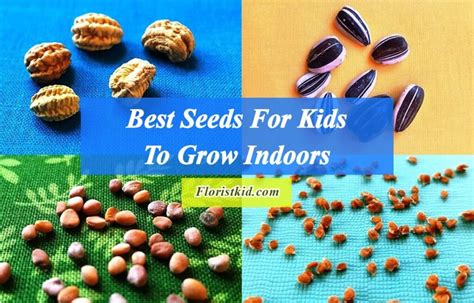 seeds  kids  grow indoors