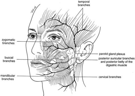 cranial nerves  images facial nerve sensory nerves facial