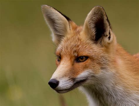 nice photo   red fox photo  big ears  cunning