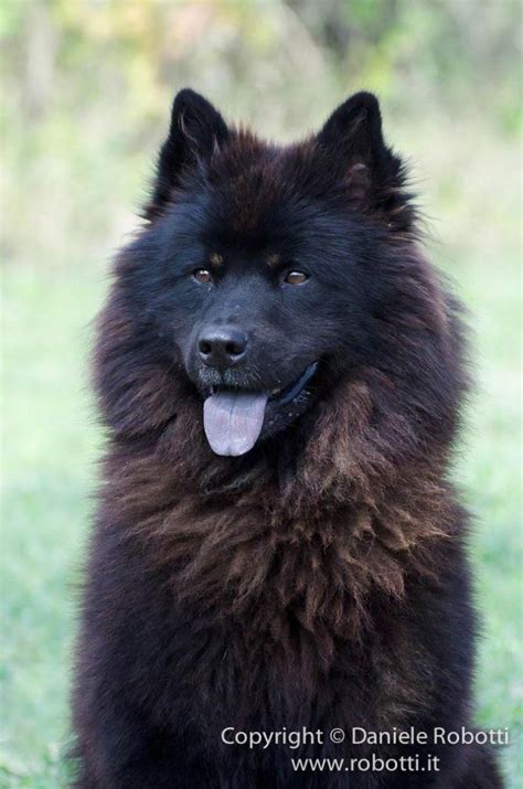eurasier tumblr black dogs breeds dog breeds dog anatomy