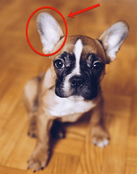 french bulldog ear cleaning   clean  french bulldogs ears