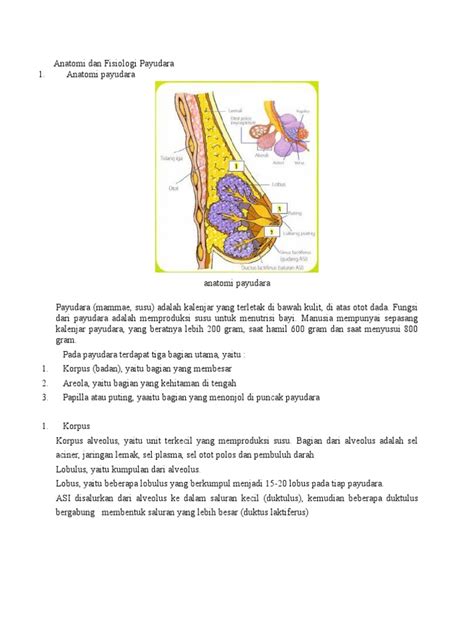 Anatomi Dan Fisiologi Payudara Pdf