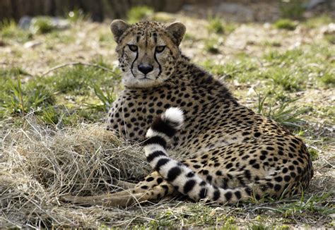 smithsonian study reveals precipitous decline  genetic diversity  wild cheetahs