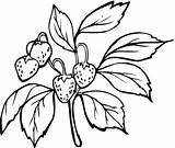 Coloring Pages Strawberry Strawberries Plant Drawing Printable Bush Buah Color Outline Wild Clipart Line Branch Beautiful Ryan Clip Printables Guava sketch template