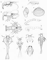 Macroinvertebrates Australiensis Riverland sketch template