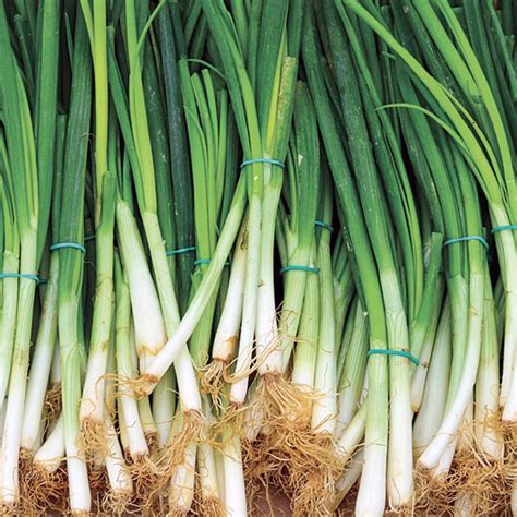 spring onion wallpapers wallpaper cave