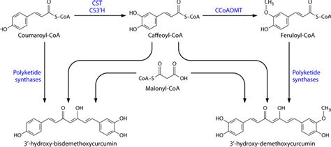 biosynthetic production pathway   diarylheptanoids  curcuma