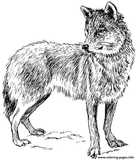 adult real wolf coloring page printable