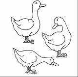 Mallard Duck Coloring Pages Getcolorings Colorin sketch template