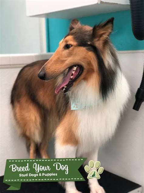 sable rough collie stud   female stud dog  southern