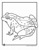 Frog Cycle Life Coloring Adult Drawing Activities Kids Library Getdrawings sketch template