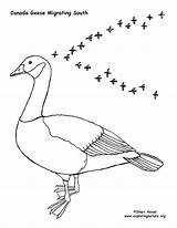 Canada Migrating Goose Coloring Winter Pages Animal Adaptations Birds Geese Animals Mural Survival Color Adaptation sketch template