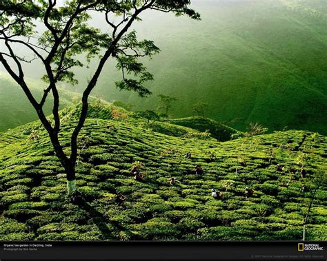 tea garden india tea wallpaper  fanpop