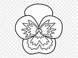Pansy Line Flower Coloring Clipart sketch template