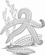 Coloring Ocean Pages Sea Plants Printable Life Adults Marine Underwater Kids Adult Color Drawing Colouring Desert Starfish Sheets Getcolorings Bestcoloringpagesforkids sketch template