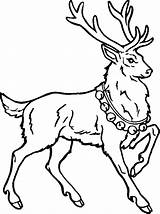 Reindeer Coloring Pages Printables Printable Rudolph Male Other sketch template