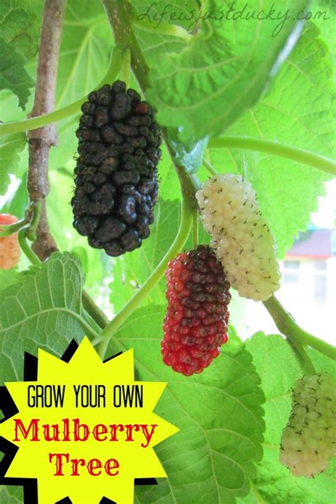 grow mulberry trees life   ducky