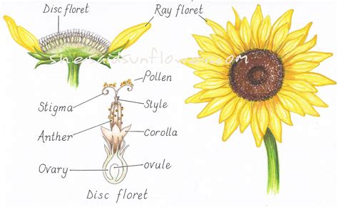 sunflowers pollinate  illustrations