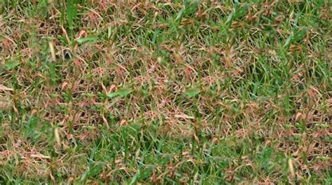red thread pink patch   lawn       cure