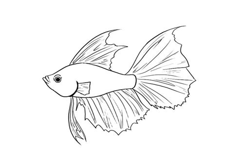 betta fish coloring pages