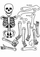 Coloring Human Pages Organs Body Getcolorings Printable sketch template