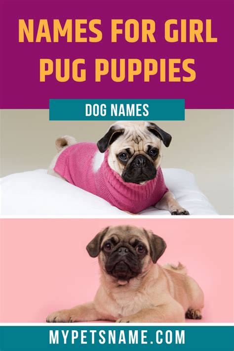 girl pug names girl pug names pug names puppy girl names