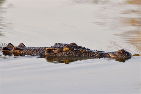 crocodile  water