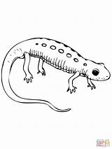 Newt Coloring Pages Spotted Red Salamander Drawing Printable Color Supercoloring Designlooter Template Kids Drawings Coloringbay Choose Board 1600px 67kb 1200 sketch template