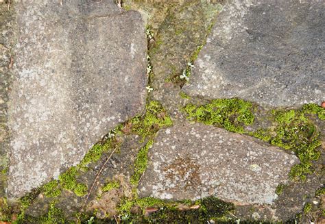 images  stone path pavers  moss  grass wwwmyfreetextures