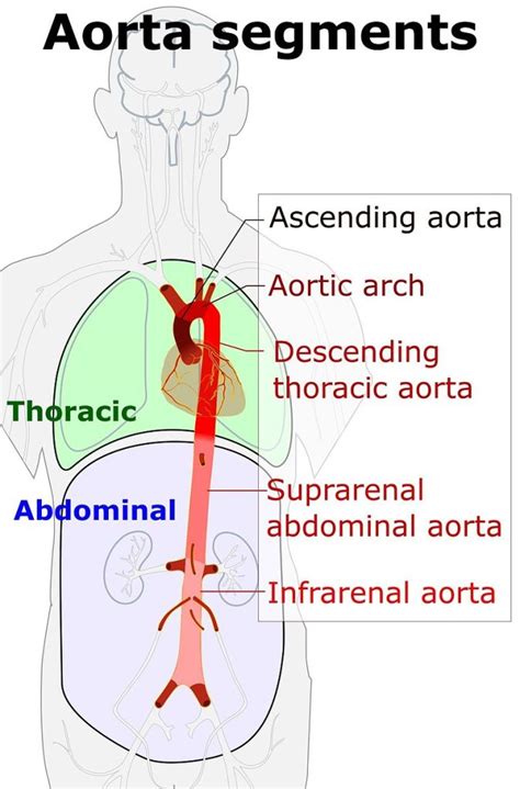 difference  ascending  descending aorta compare