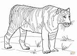 Tiger Coloring Pages Tooth Printable Tigers Saber Color Bengal Duck Realistic Outline Sabre Drawing Version Book Print Kids Click Supercoloring sketch template