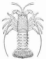 Lobster Spiny Designlooter sketch template