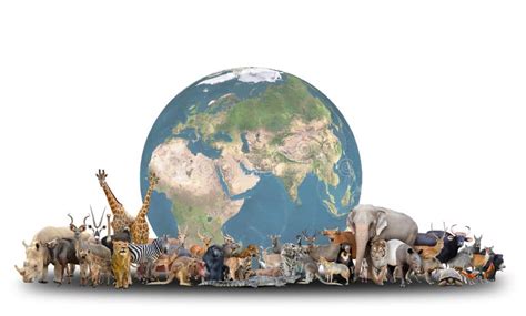 animal   world  planet earth stock image image  kudu