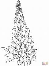 Lupin Drawing Lupine Coloring Flowers Pages Flower Colouring Printable Bonnet Supercoloring Blue Drawings Bluebonnet Larkspur Draw цветы Line Getdrawings Lupines sketch template