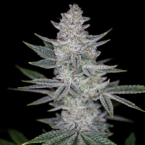 romulan bx  regular seeds dcse