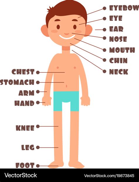 cartoon boy kids body parts  english vector image