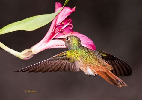 fred walsh  buff bellied hummingbird