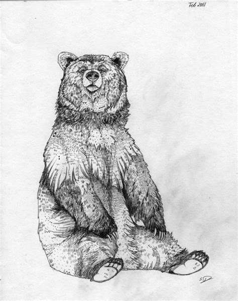 grizzly bear illustration google zoeken bear sketch bear art bear