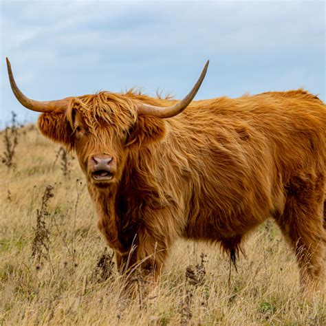 highland cattle highland cattle cattle highland