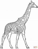 Giraffe Drawing Coloring Pages Realistic Printable Getdrawings sketch template