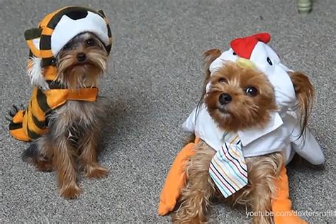 pets  halloween costumes  scary cute