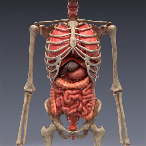 realistic human internal organs  model