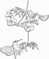 Coloring Hummingbird Pages Print Coloring4free Hummingbirds Line Drawing Ruby Throated Printable Adult Bird Clip Visitar Flower Gif Getdrawings Choose Board sketch template