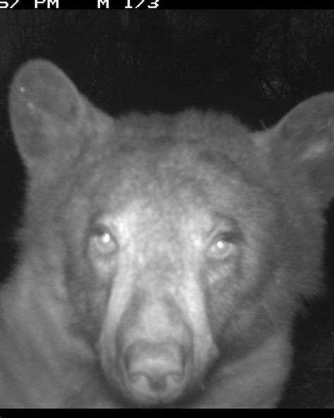 bear captures hundreds of selfies on park s wildlife camera