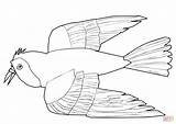 Bird Red Coloring Pages Albatross Printable Drawing Color Print Getcolorings Getdrawings Sheet sketch template