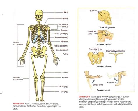 anatomi fisiologi tubuh manusia matter  discussion