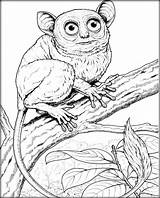 Pages Tarsier sketch template
