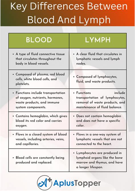 difference  blood  lymph understanding  key differences   topper