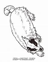 Badger Coloring Pages sketch template