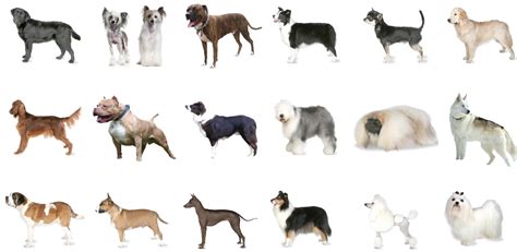 revealed britains    loved dog breeds yougov